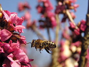 yellow Honeybee beside red petaled flower HD wallpaper